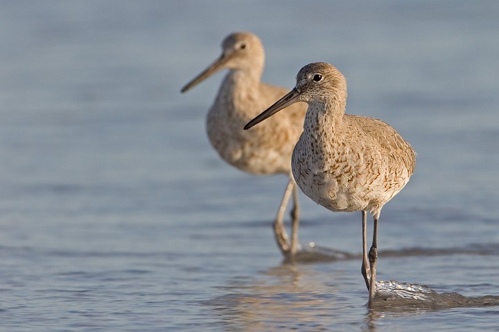 Schlammtreter Catoptrophorus semipalmatus Willet